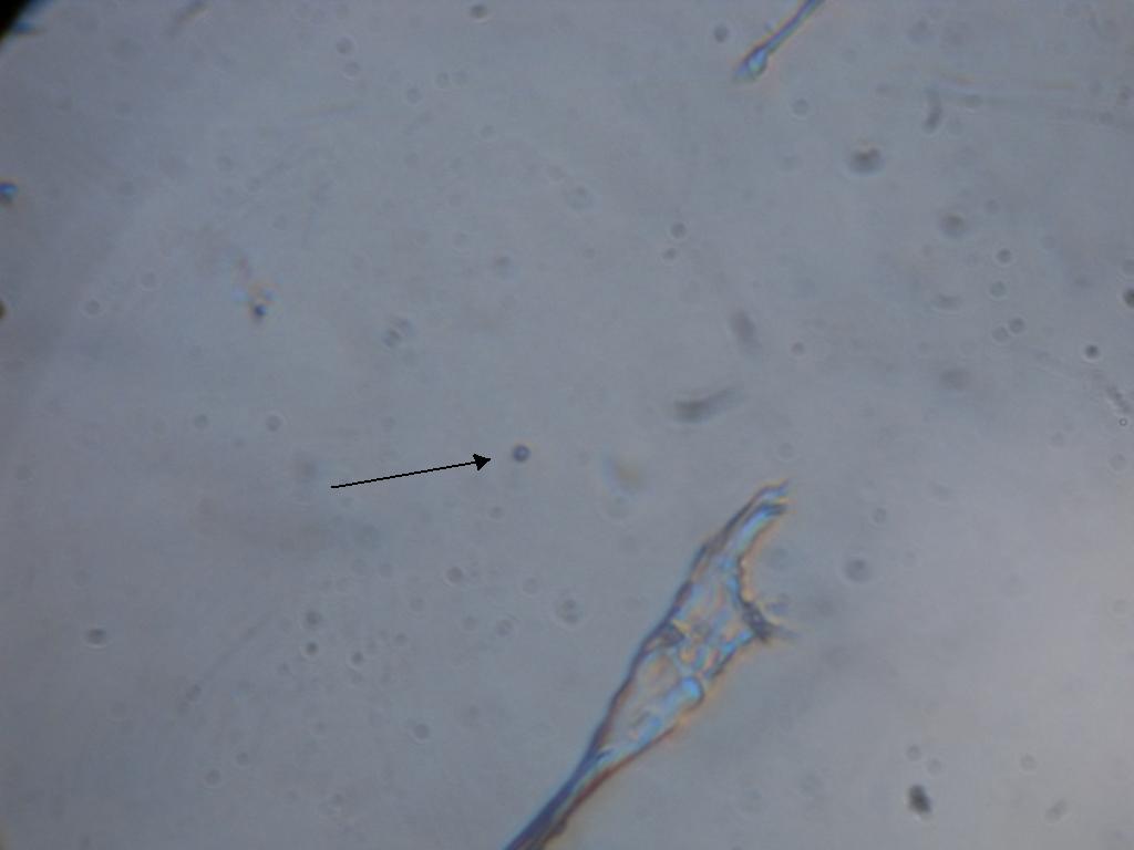 Dinoflagellati